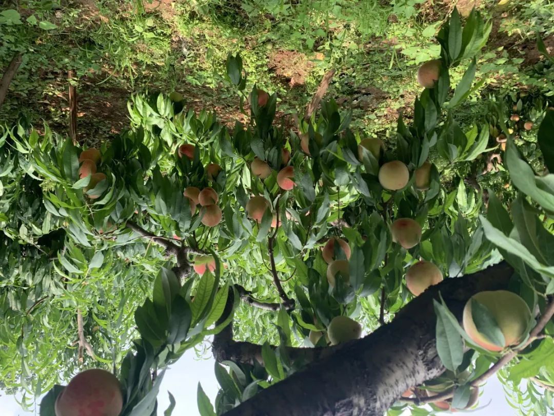 湖北香菜什么时间种_湖北香菜价格_湖北种植香菜致富