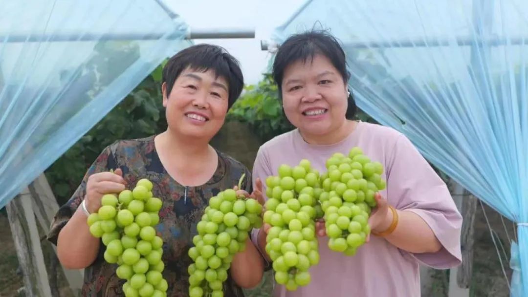 湖北种植香菜致富_湖北香菜价格_湖北香菜什么时间种