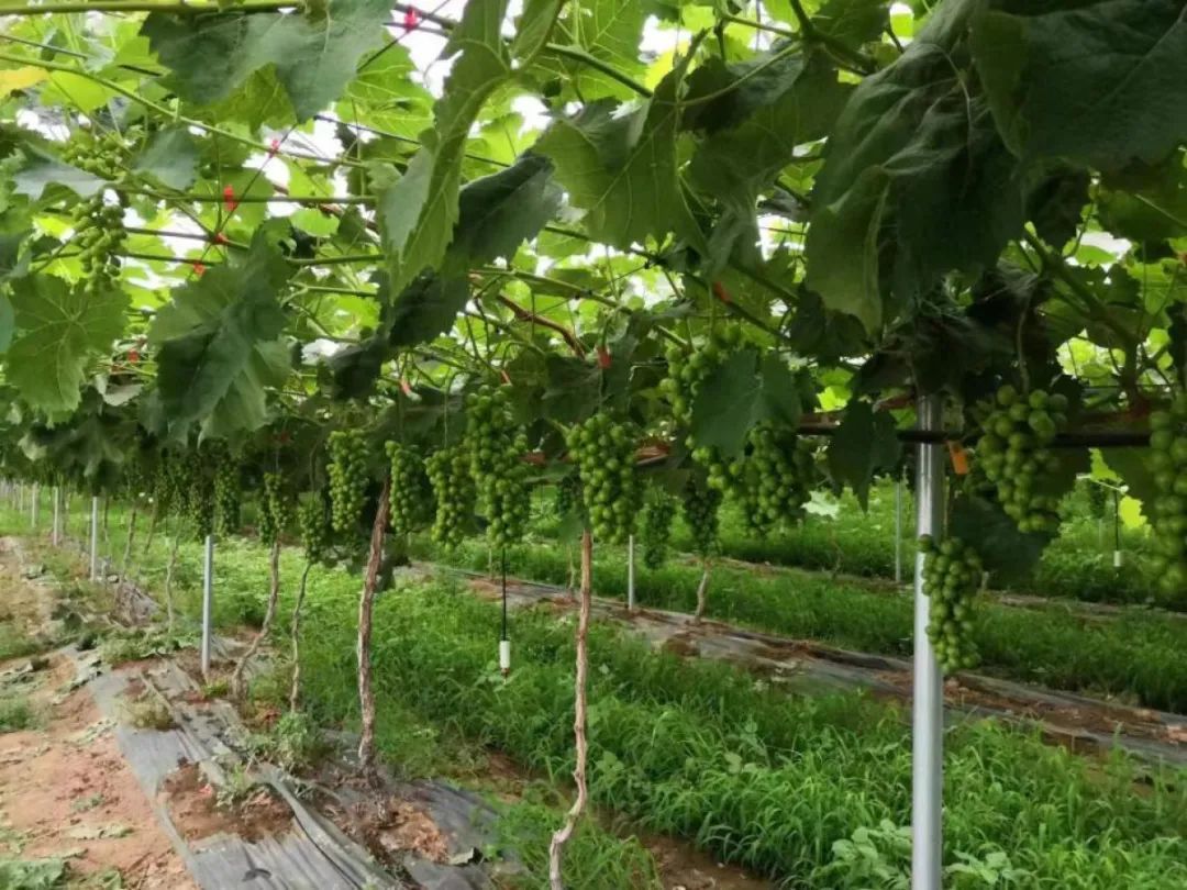 湖北种植香菜致富_湖北香菜价格_湖北香菜什么时间种