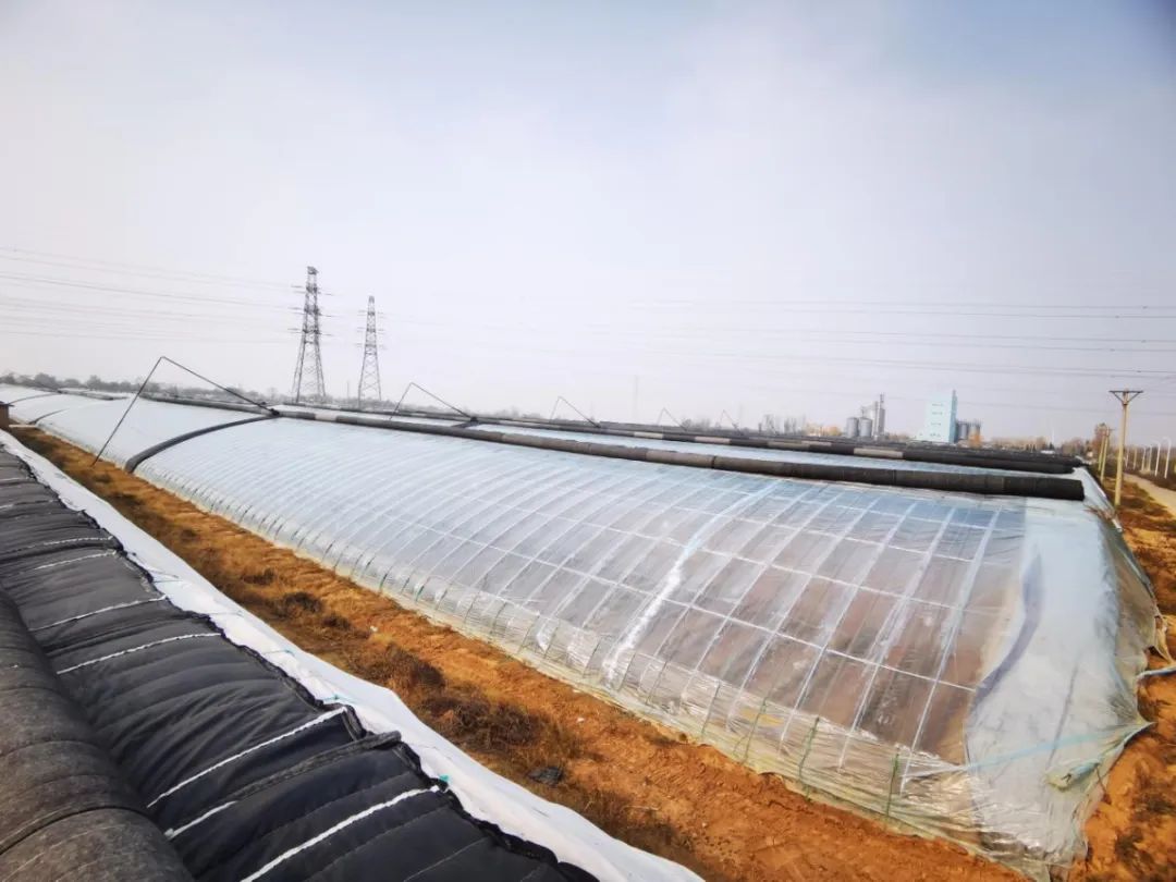 湖北香菜什么时间种_湖北香菜价格_湖北种植香菜致富