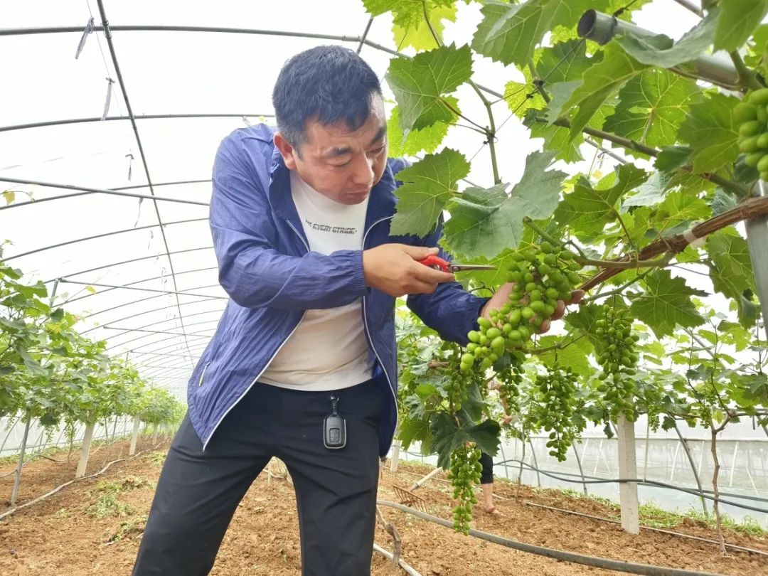 湖北香菜什么时间种_湖北香菜价格_湖北种植香菜致富