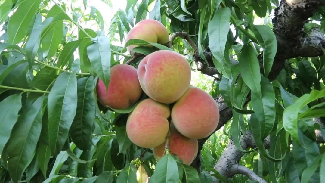湖北香菜价格_湖北香菜什么时间种_湖北种植香菜致富