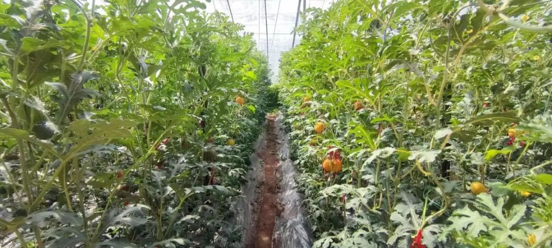湖北香菜价格_湖北香菜什么时间种_湖北种植香菜致富