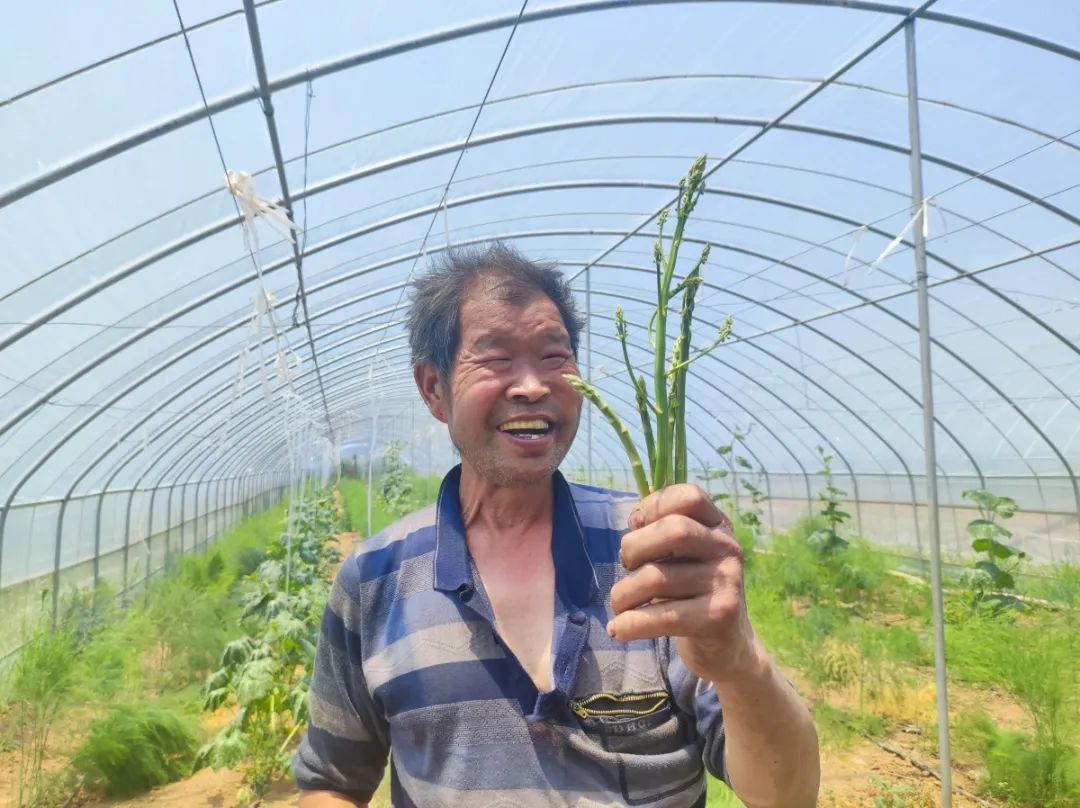 湖北香菜什么时间种_湖北香菜价格_湖北种植香菜致富
