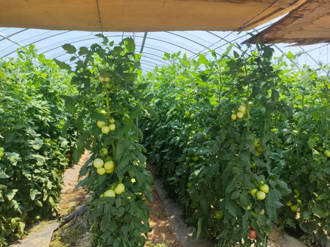 湖北香菜什么时间种_湖北种植香菜致富_湖北香菜价格