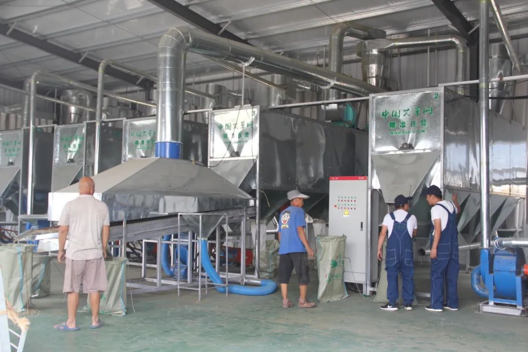 湖北种植香菜致富_湖北香菜价格_湖北香菜什么时间种