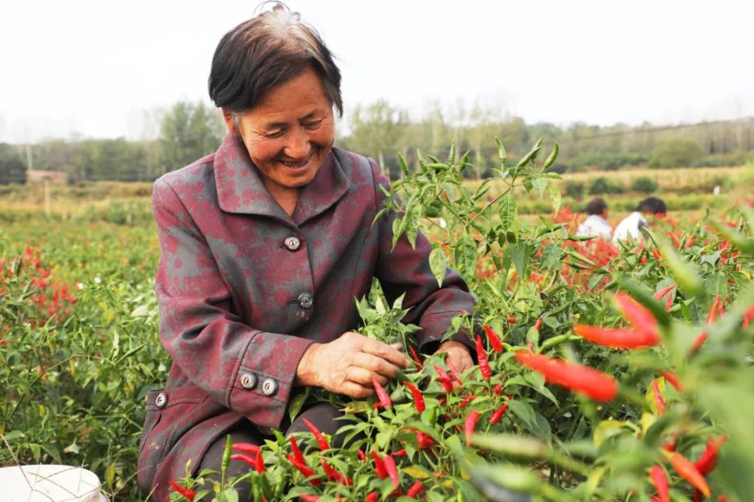 湖北种植香菜致富_湖北香菜价格_湖北香菜什么时间种
