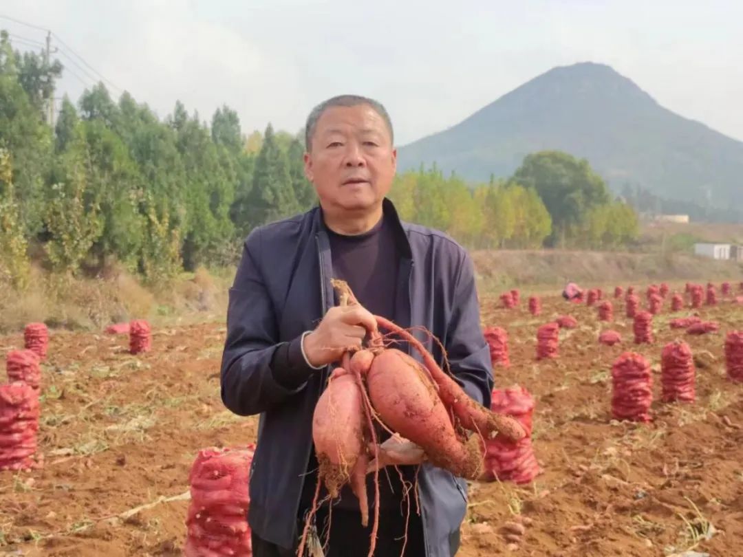 湖北香菜什么时间种_湖北香菜价格_湖北种植香菜致富