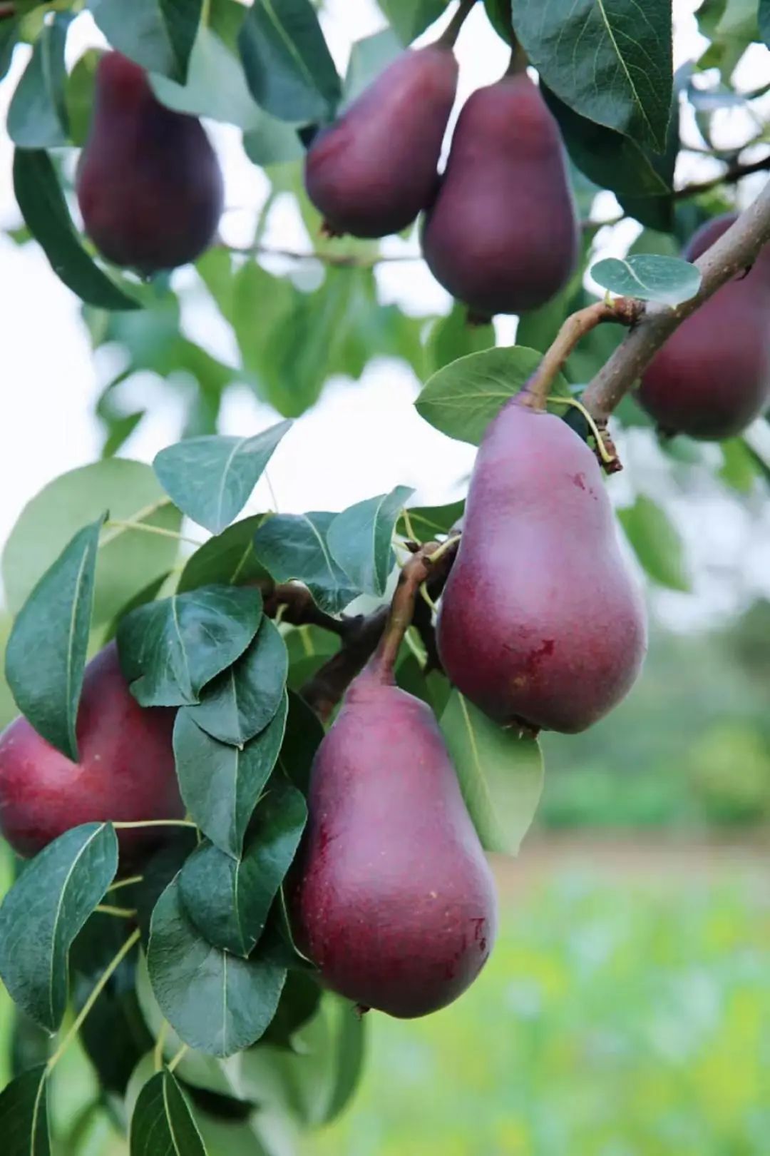 湖北香菜价格_湖北香菜什么时间种_湖北种植香菜致富