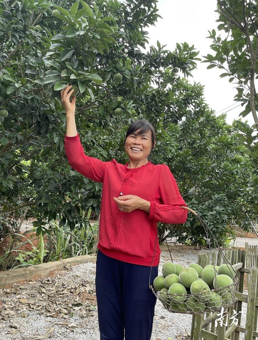 橘红种植基地_致富引领种植橘红的句子_种植橘红引领致富