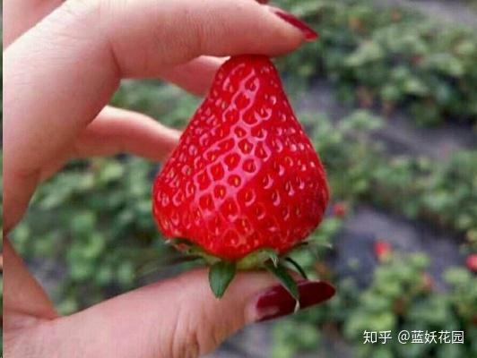 致富种植野果的句子_致富种植野果视频_种植致富的野果