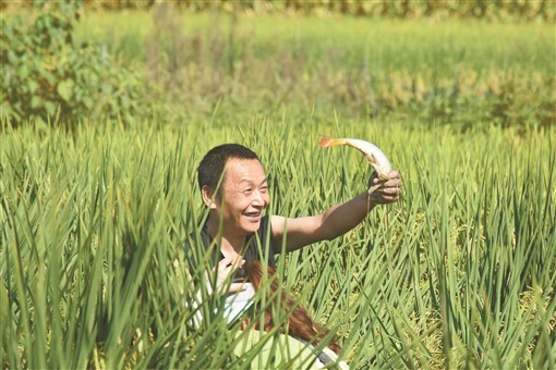 致富经稻花鱼视频_致富经稻田养鱼视频_稻花鱼致富经
