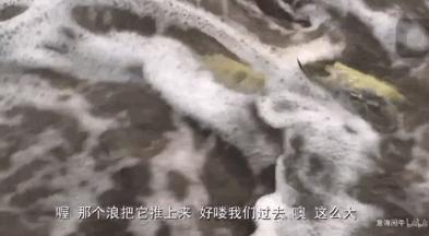 致富经花勃养青蟹_致富经花勃养青蟹_致富经花勃养青蟹