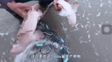 致富经花勃养青蟹_致富经花勃养青蟹_致富经花勃养青蟹