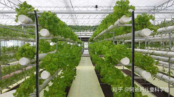 致富经大棚无土种植_致富经无土栽培_无土栽培盈利模式