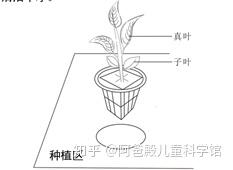 致富经大棚无土种植_致富经无土栽培_无土栽培盈利模式