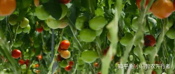 致富经无土栽培_致富经大棚无土种植_无土栽培盈利模式