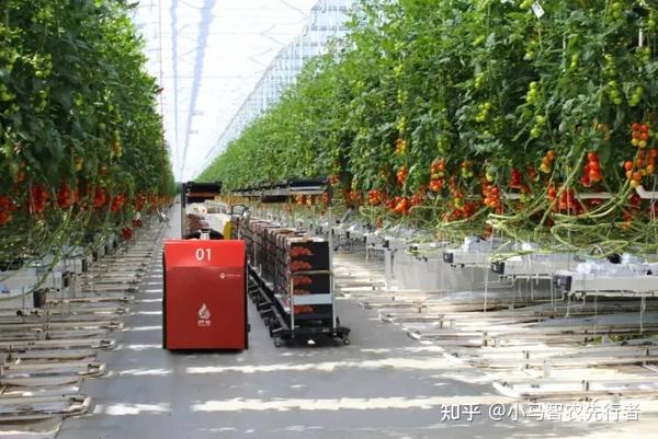 致富经大棚无土种植_无土栽培盈利模式_致富经无土栽培