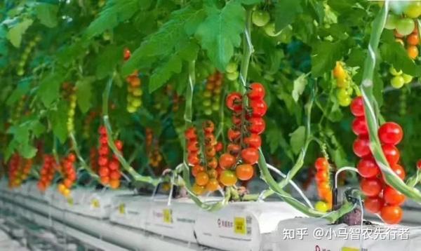 无土栽培盈利模式_致富经大棚无土种植_致富经无土栽培