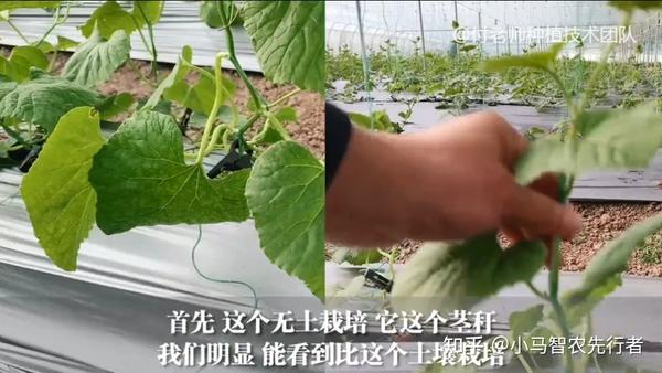 致富经大棚无土种植_致富经无土栽培_无土栽培盈利模式