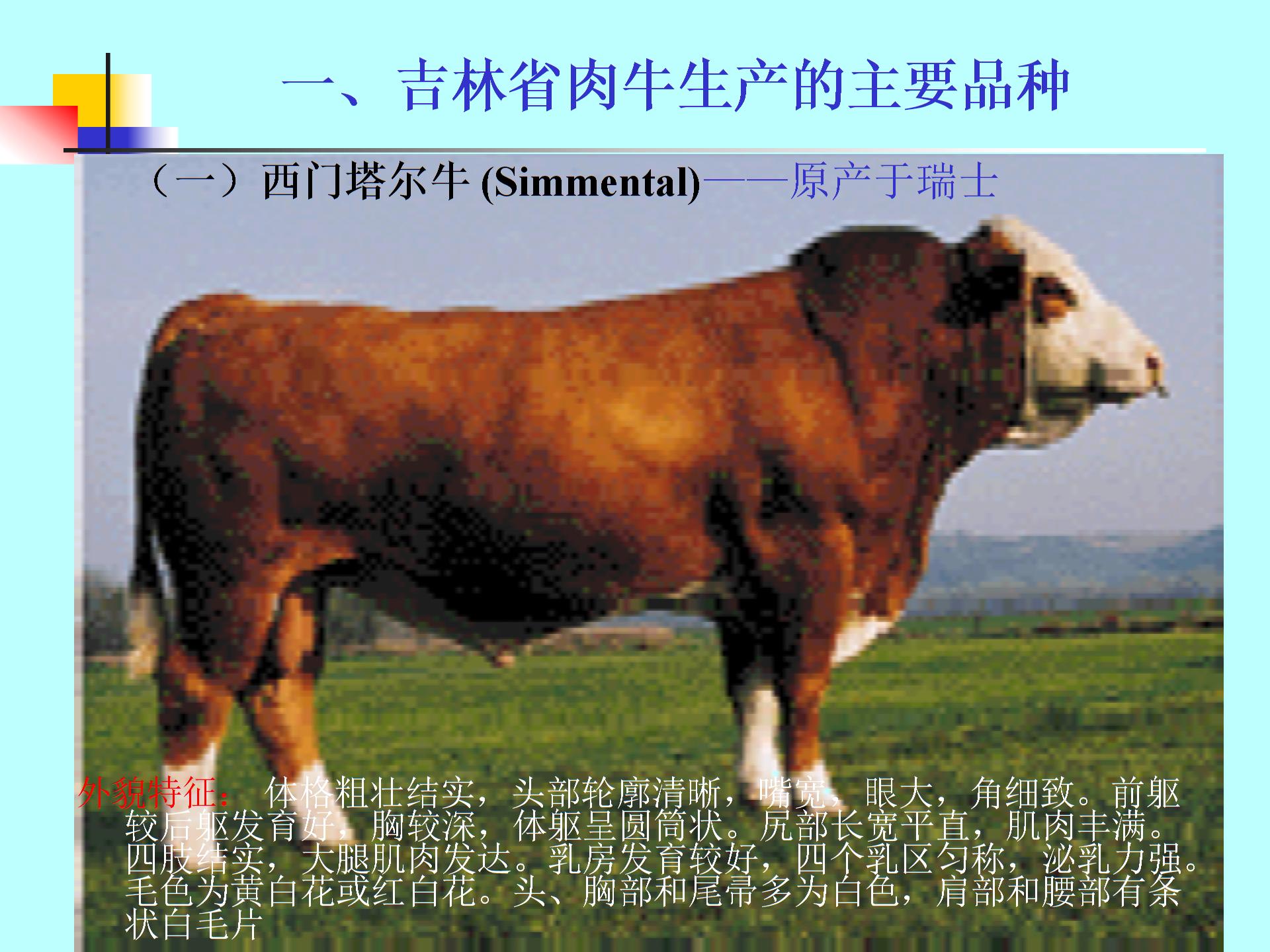 肉牛养殖技术要点介绍ppt课件2