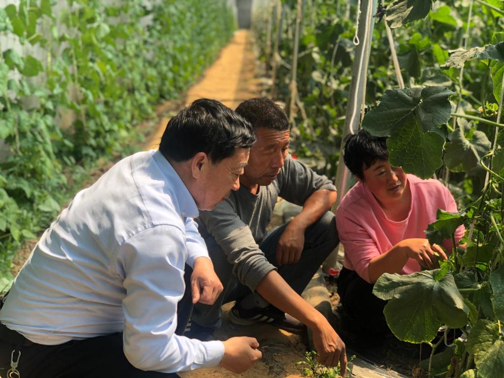大棚果树种植_大棚种植致富果_大棚种植什么果树最赚钱