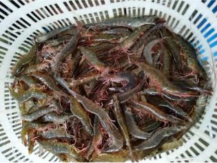 大雁养殖真实利润_致富养殖大雁怎么养_大雁养殖致富经