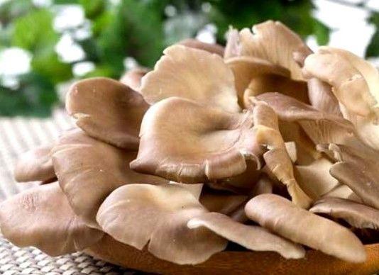 龙须菜种植法_致富经龙须菜种植视频_视频致富种植龙须菜是真的吗