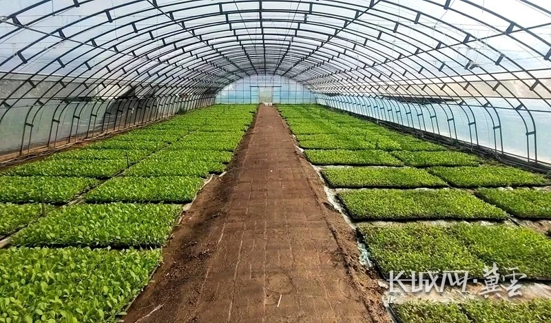 致富经无土栽培品种_无土栽培什么利润大_无土栽培有哪些品种