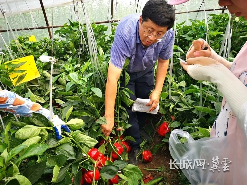 致富经无土栽培品种_无土栽培有哪些品种_无土栽培什么利润大