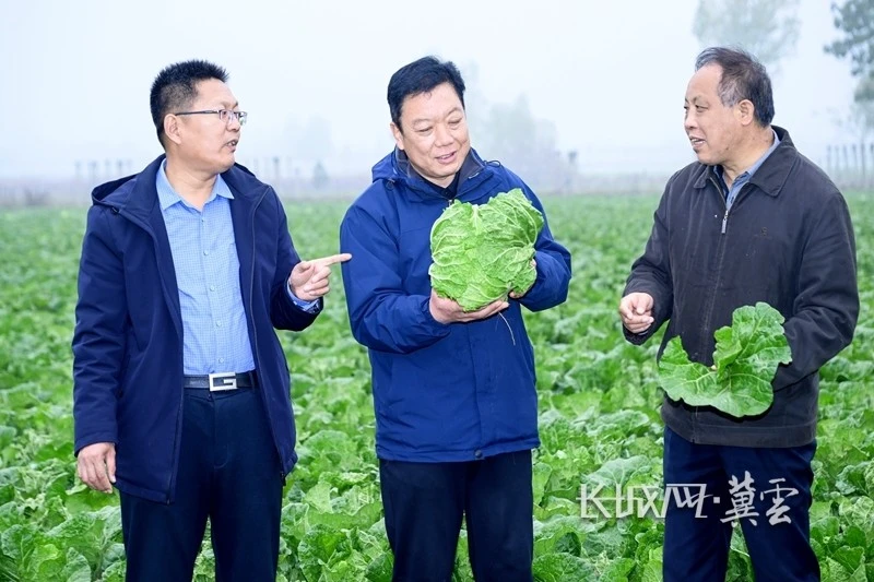 无土栽培什么利润大_无土栽培有哪些品种_致富经无土栽培品种
