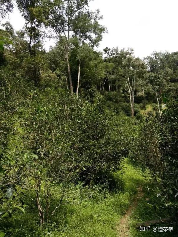 荒山种茶人_山村种茶致富_荒山种植致富茶