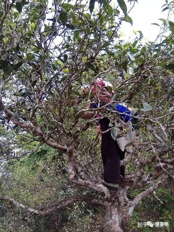 山村种茶致富_荒山种茶人_荒山种植致富茶
