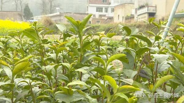 在自村荒山上种茶树合法吗_荒山种植致富茶_荒山种茶叶需要手续吗