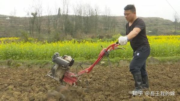 荒山种茶叶需要手续吗_荒山种植致富茶_在自村荒山上种茶树合法吗