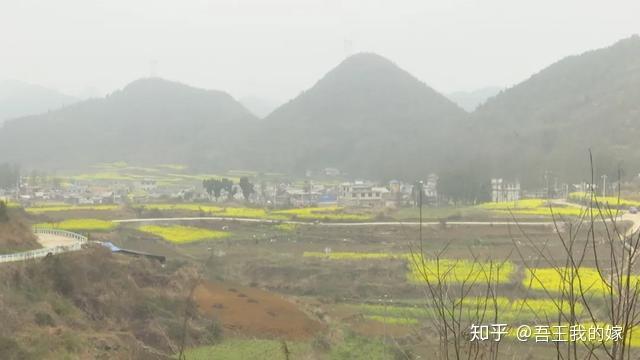 荒山种茶叶需要手续吗_荒山种植致富茶_在自村荒山上种茶树合法吗