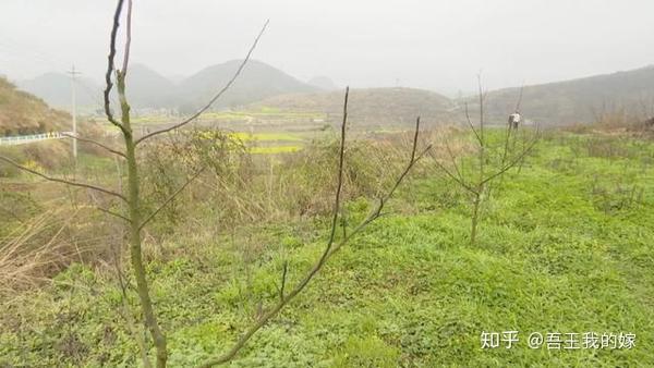 荒山种茶叶需要手续吗_荒山种植致富茶_在自村荒山上种茶树合法吗