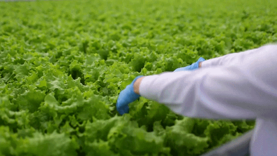 致富经无土栽培品种_无土栽培优势_致富经无土栽培蔬菜