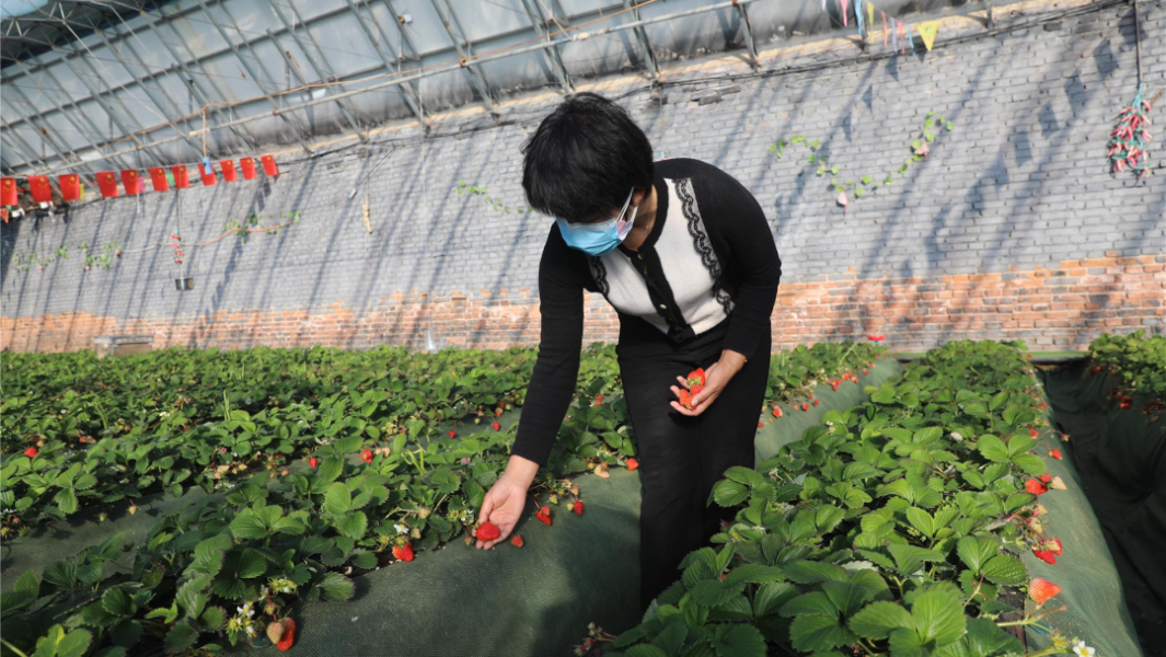 乌兰浩特市：设施农业助力乡村振兴 “蔬” 写“莓”丽乡村新画卷