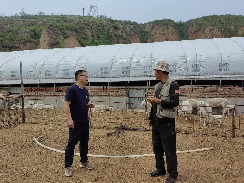 中国养殖羊技术_养殖羊技术中国发展现状_养羊最新技术