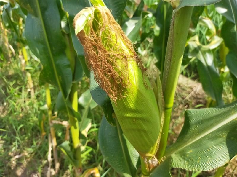 糯玉米种植成本与利润_种植糯米玉米高产技术视频_怎样种糯玉米高产