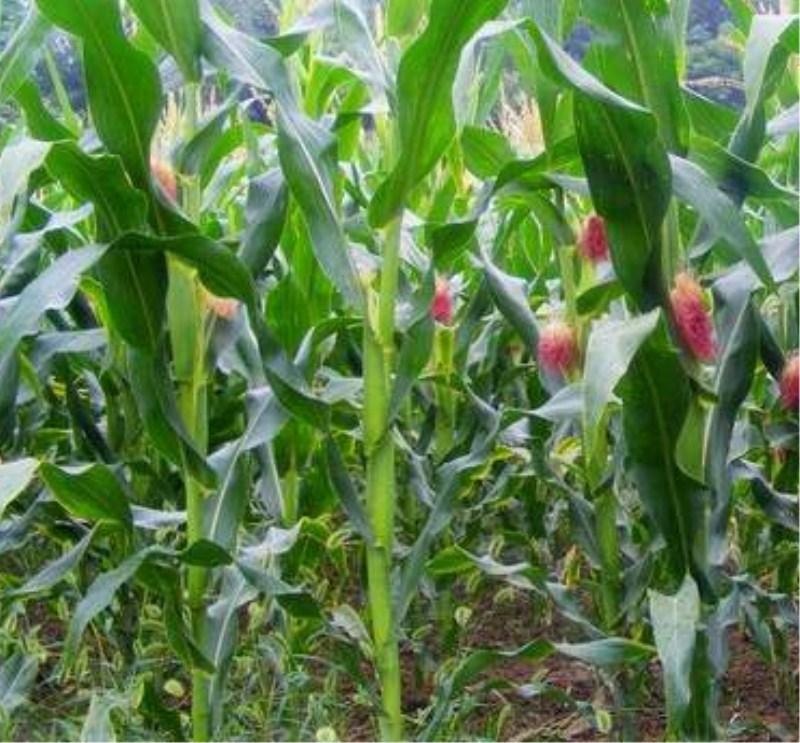 糯玉米种植成本与利润_怎样种糯玉米高产_种植糯米玉米高产技术视频