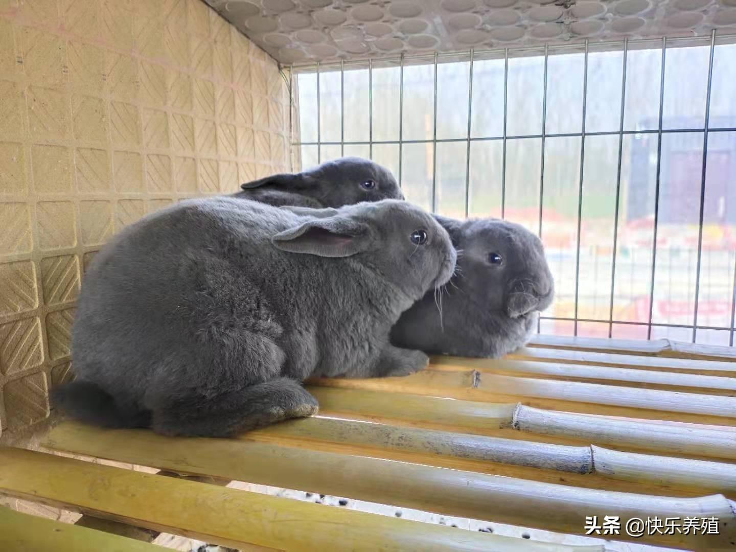 家兔养殖技术_养殖家兔需要什么样的技术_养殖家兔技术培训