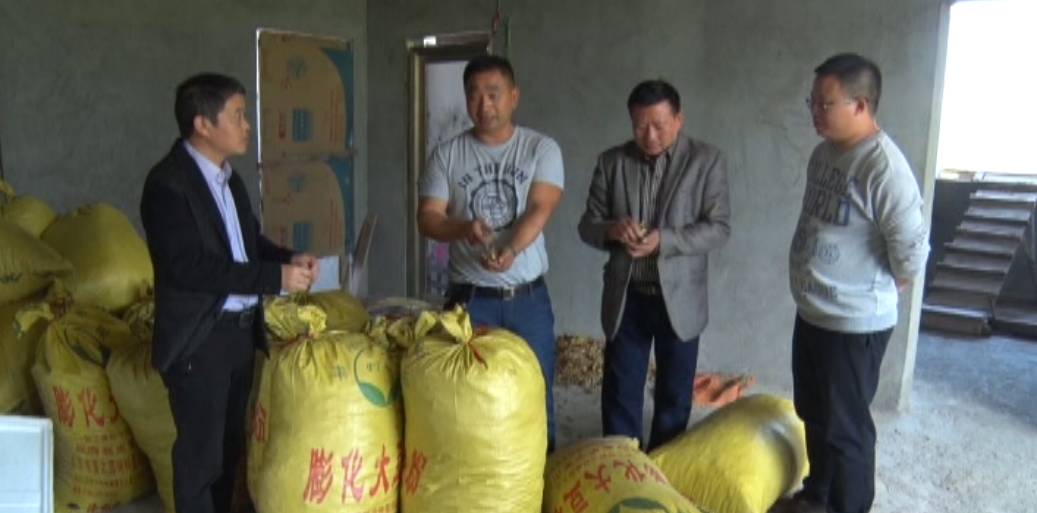 致富中药种植方法视频_中药种植致富方法_中药材种植致富经