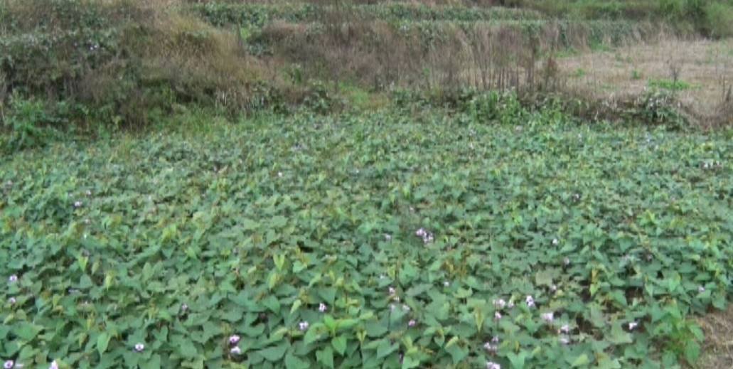 中药种植致富方法_致富中药种植方法视频_中药材种植致富经