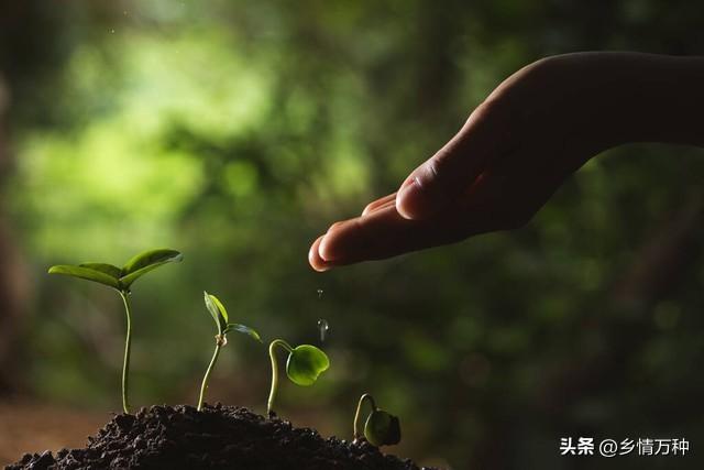 蔬菜种植下载什么软件_蔬菜种植技术软件下载_蔬菜种植技术与管理软件
