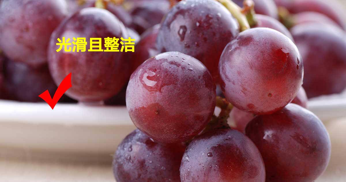 提子种植管理技术_提子品种与种植技术_提子的种植栽培技术