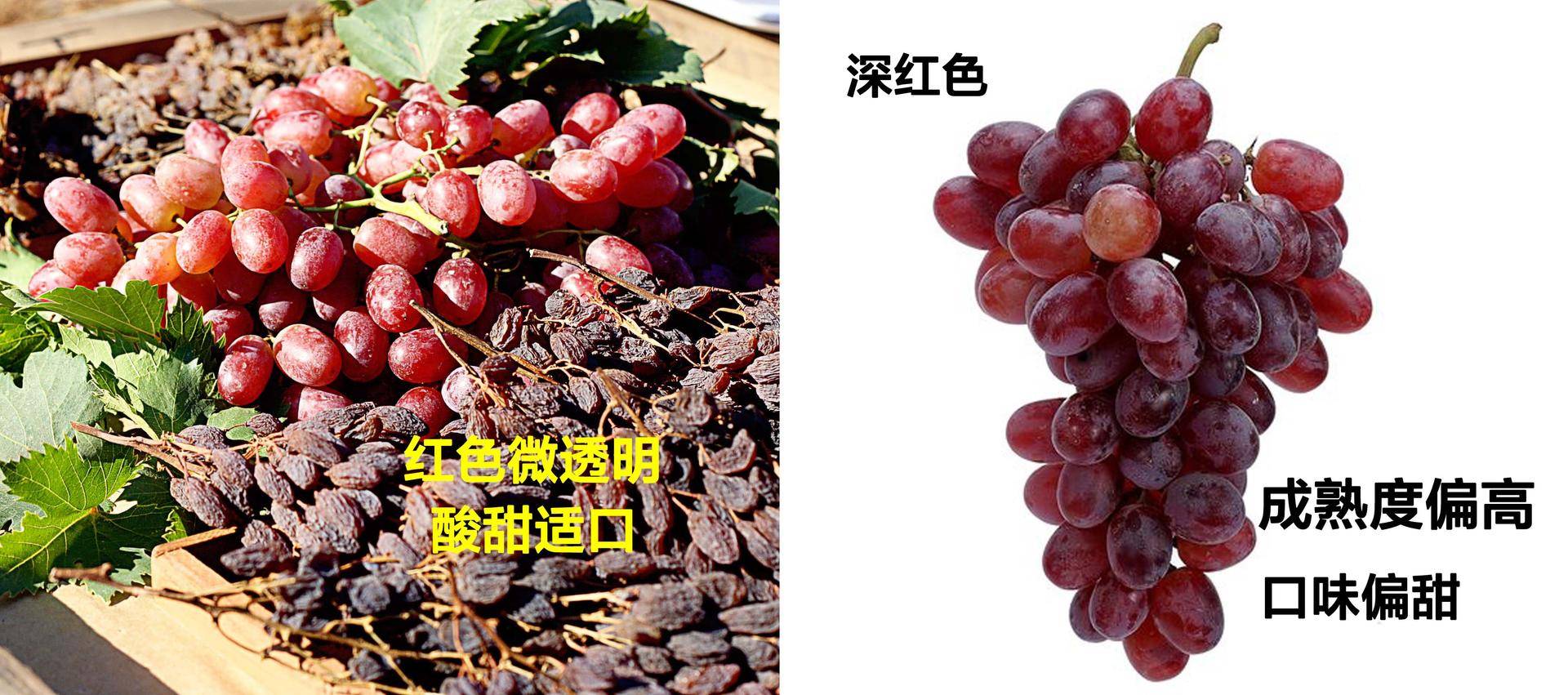 提子种植管理技术_提子品种与种植技术_提子的种植栽培技术