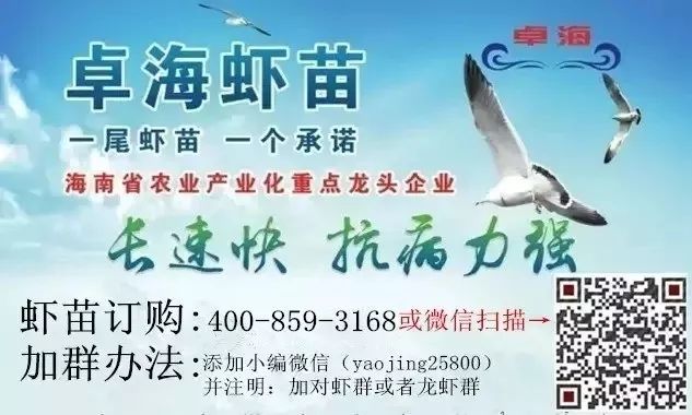 小龙虾养殖技术视_龙虾怎样养殖视频播放_龙虾养殖技术大全视频教程