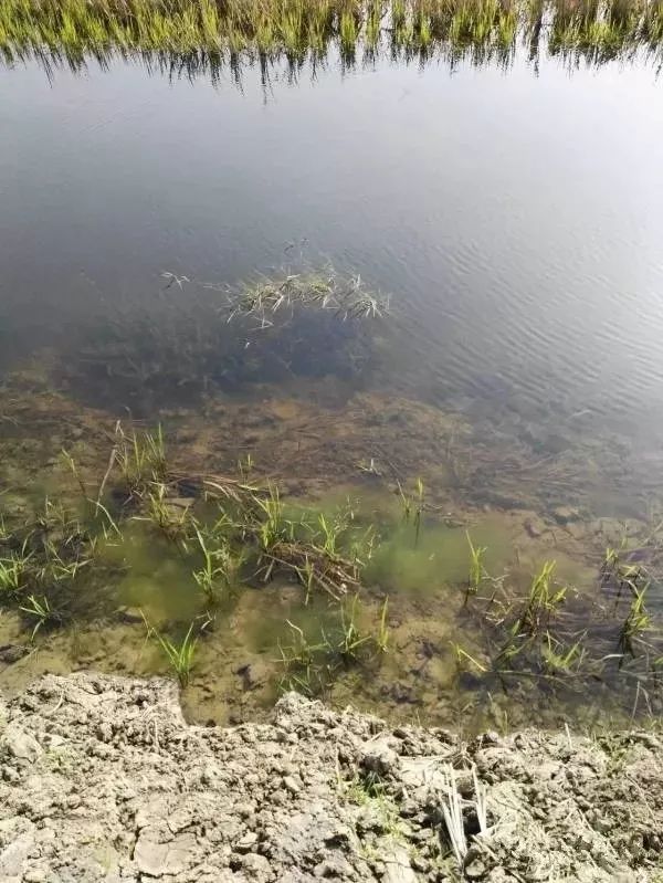 小龙虾养殖技术视_龙虾养殖技术大全视频教程_龙虾怎样养殖视频播放